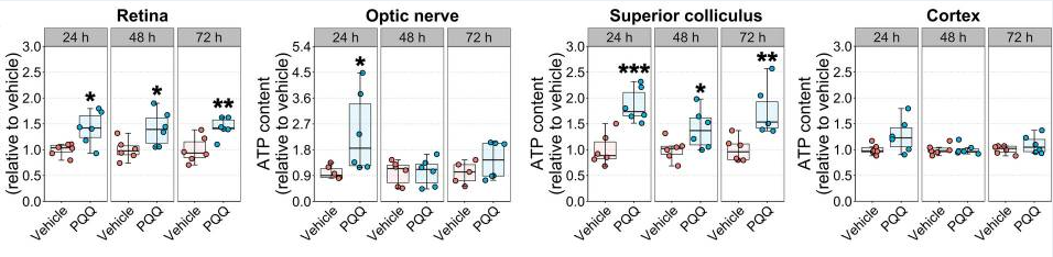PQQ給藥對體內視覺系統組織ATP水平的影響