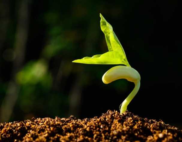 緩解多種非生物脅迫