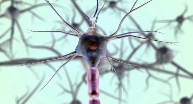 多靶點協同的調控網絡