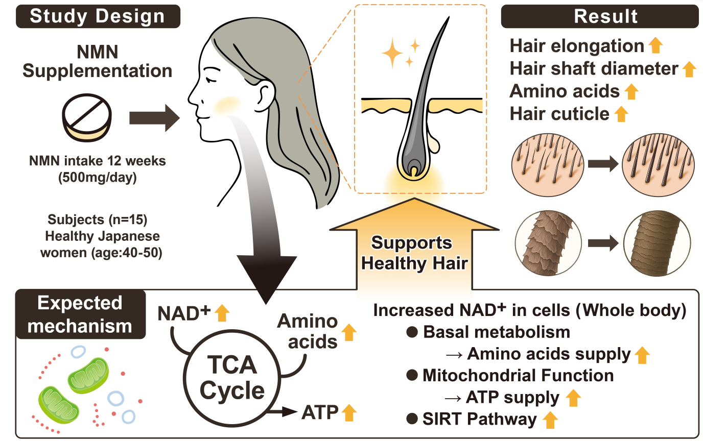 NMN改善頭發生長狀態