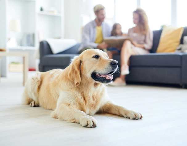 天然溫和,適配寵物全周期營養需求 天然溫和,適配寵物全周期營養需求