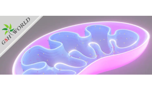 ATP——維持生命的能量基礎