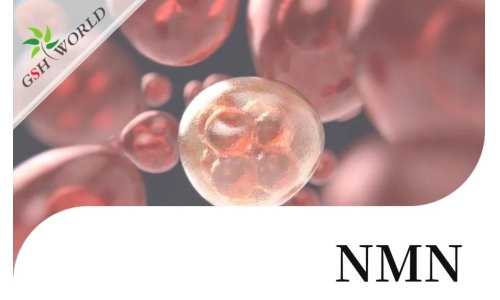 行業關注 - NMN改善 RPE 中碘酸鈉引起的細胞衰老和炎癥